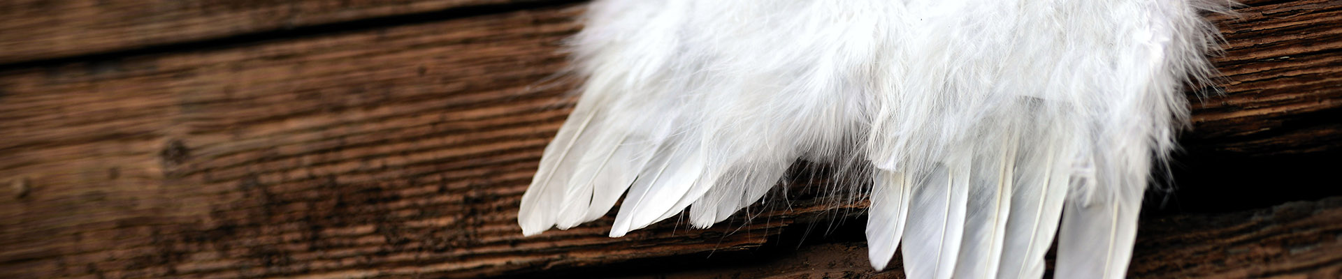 feather-4661244_by_congerdesign_pixabay_pfarrbriefservice