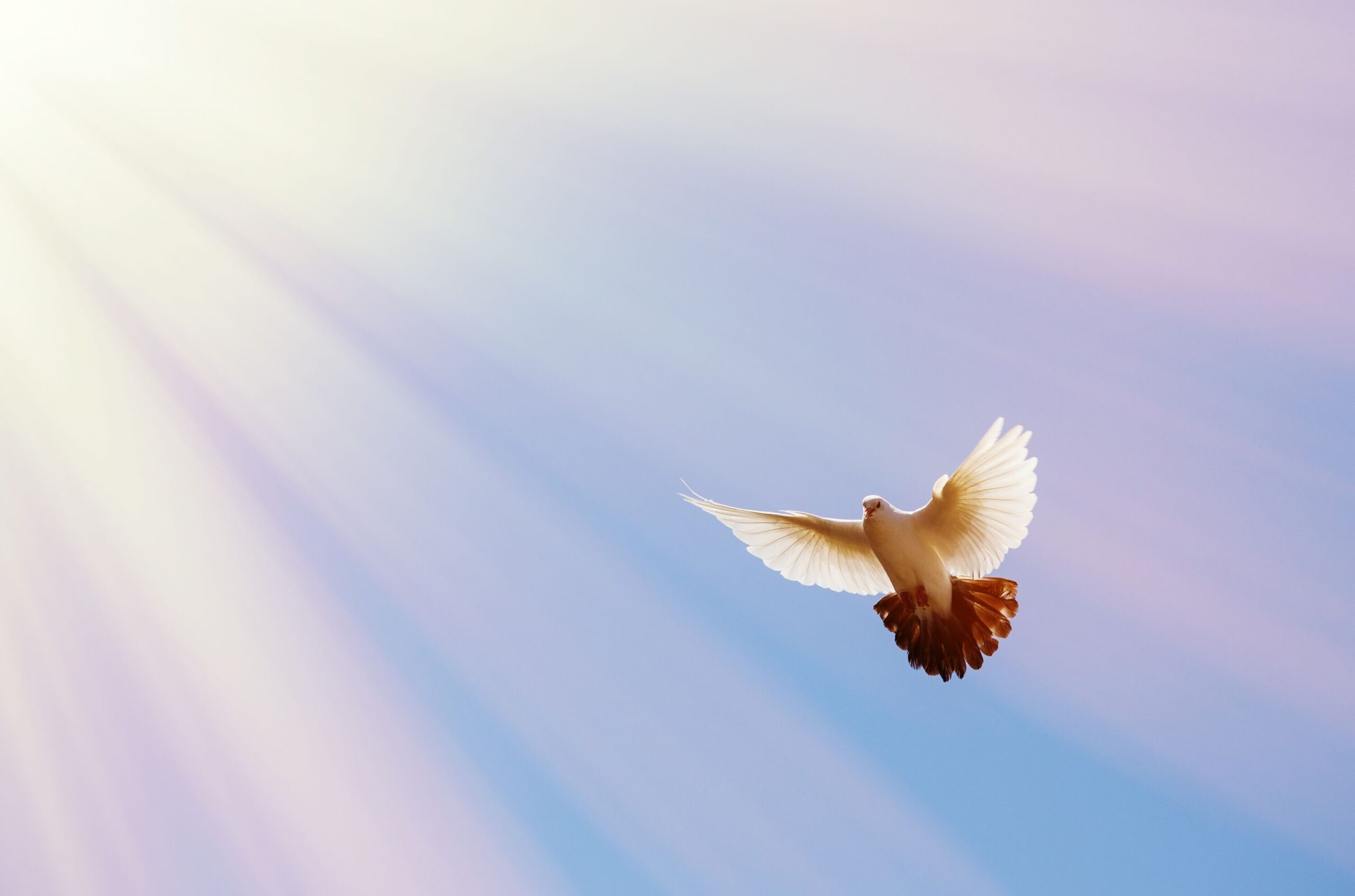 Taube im Sonnenschein